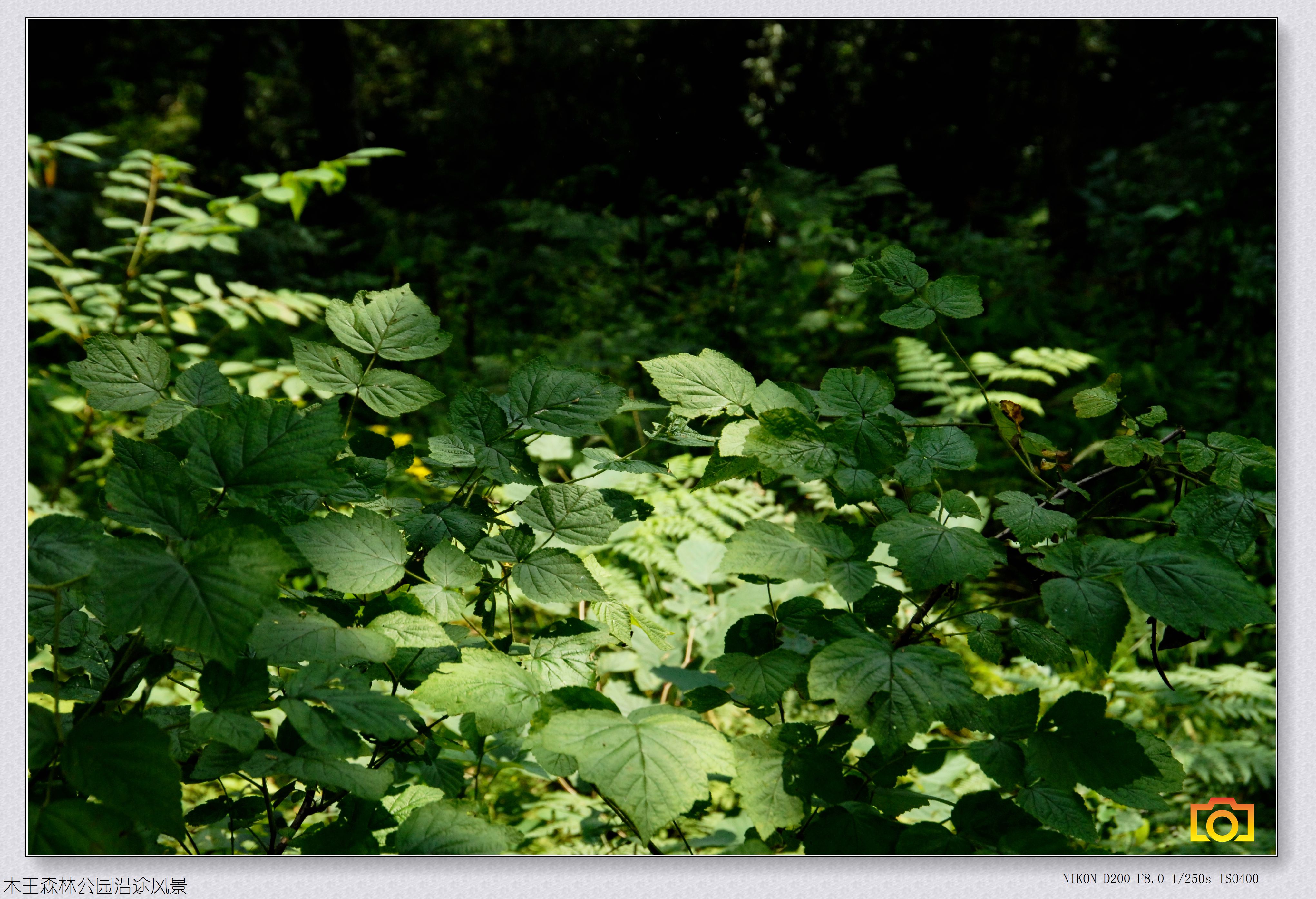 木王风景006.jpg