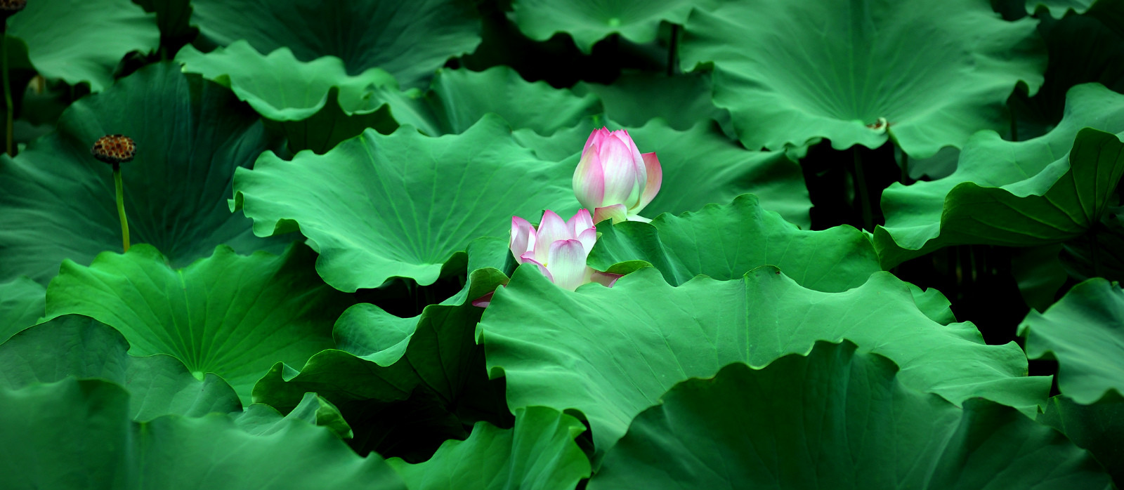 荷花 (3).jpg