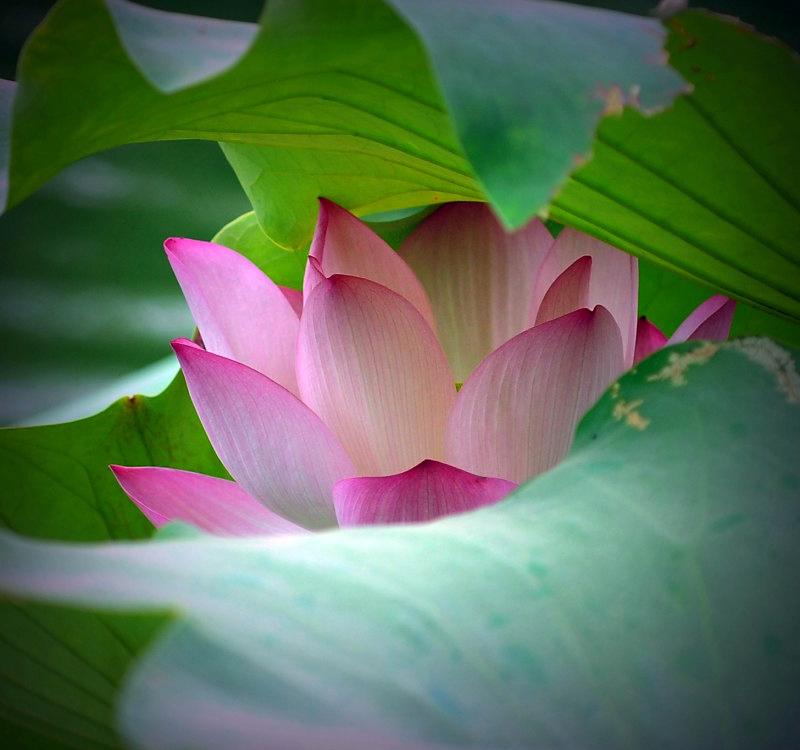 荷花 (5).jpg