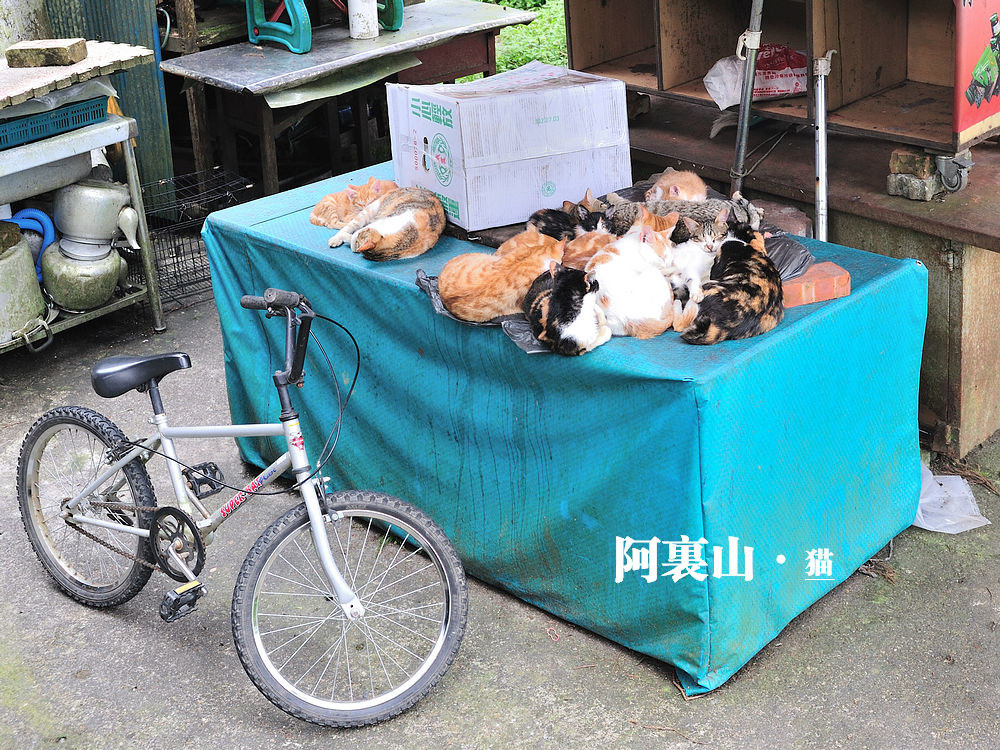 猫.jpg