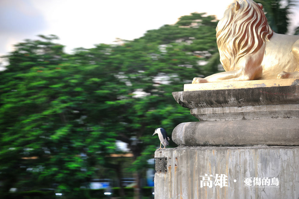 忧伤的鸟.jpg