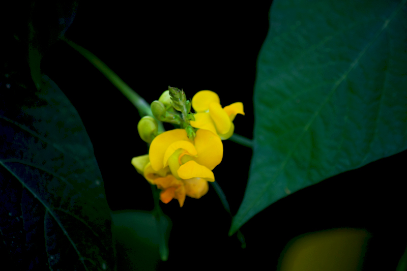 G_4721.jpg