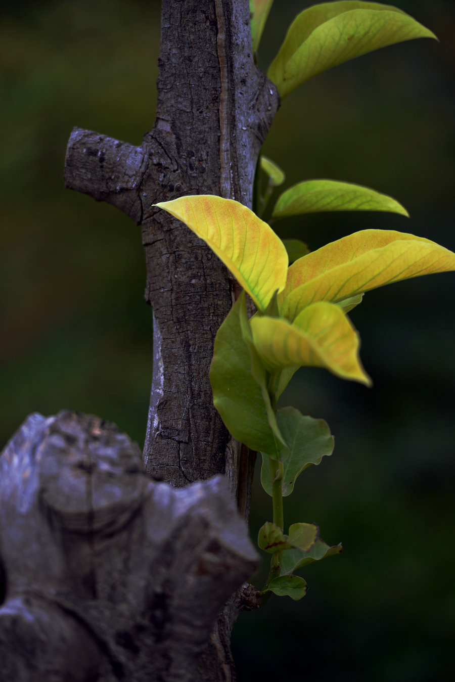 DSC_2234_副本.JPG