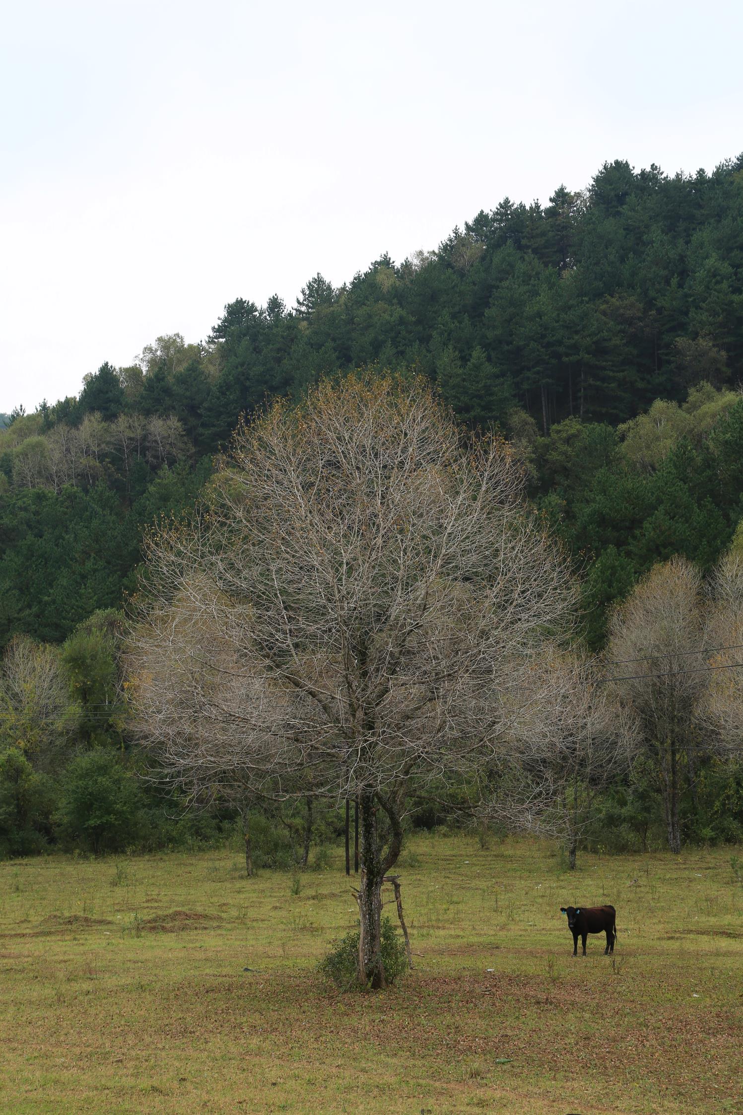 厢寺川森林