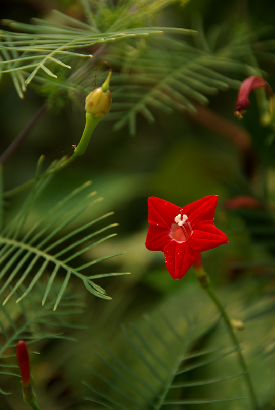 五角星花 (2).jpg