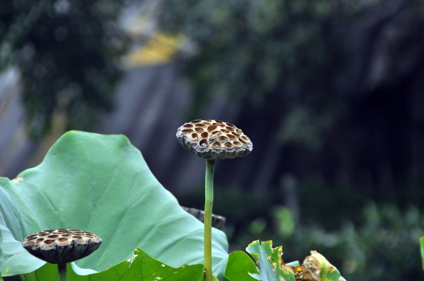 DSC_0014_conew1.jpg