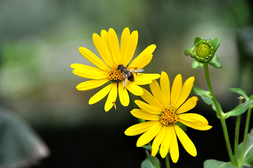 DSC_0058_conew1.jpg