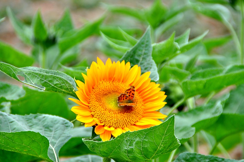DSC_0066_conew1.jpg