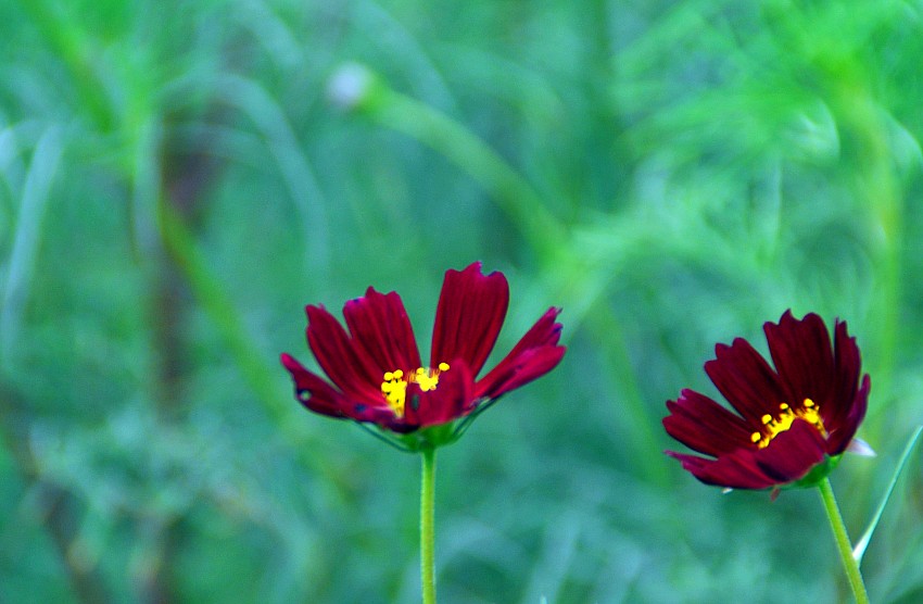 DSC_0070_conew1.jpg