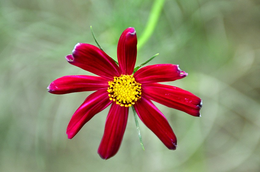 DSC_0078_conew1.jpg