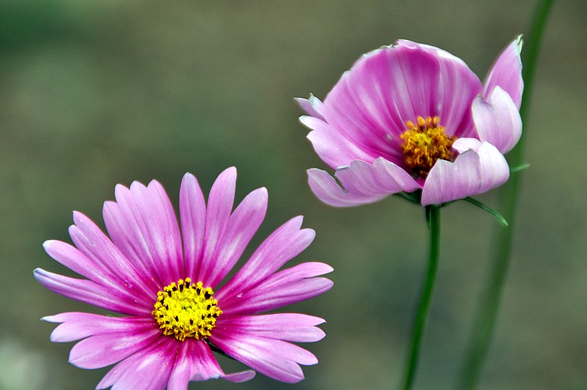 DSC_0075_conew1.jpg