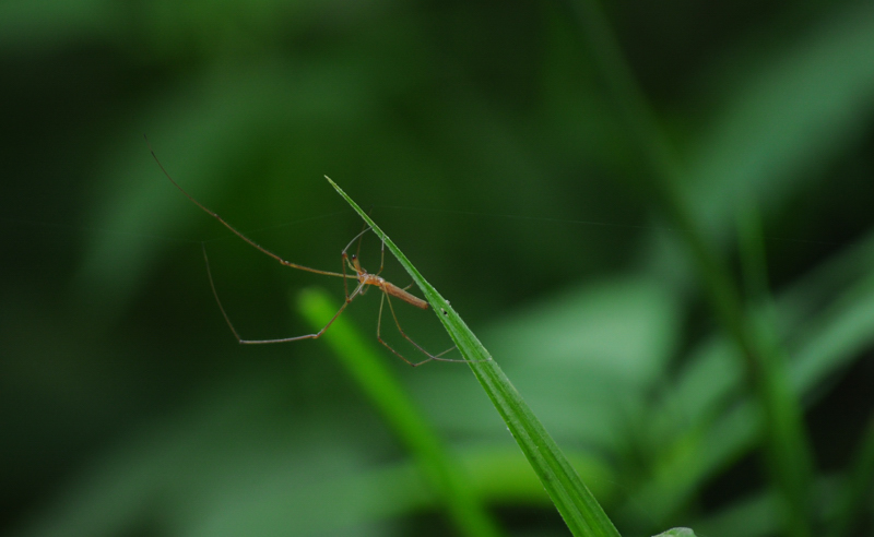 DSC_2009-.jpg