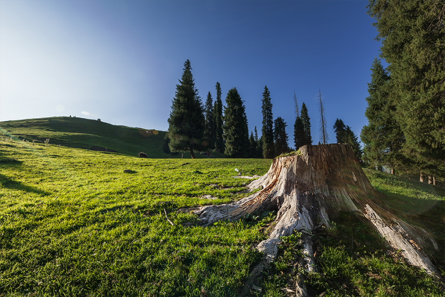 DPP_0045.JPG