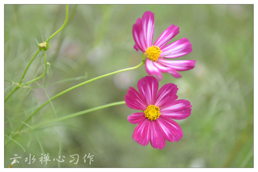 DSC_0483.JPG