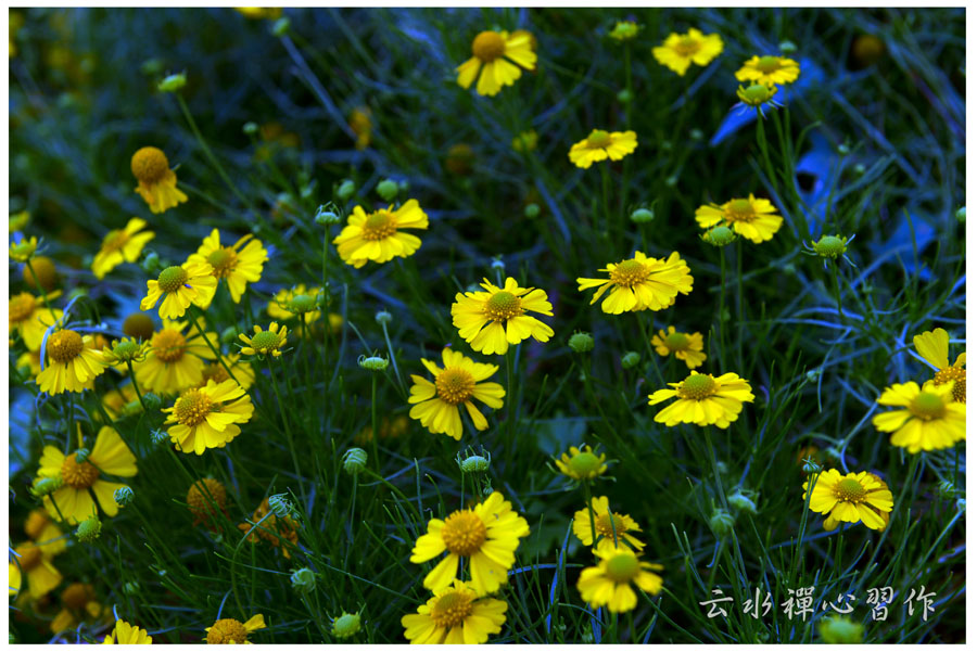DSC_0540.JPG