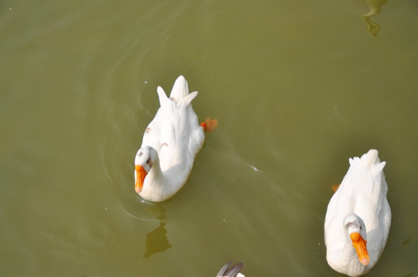DSC_0082_conew1.jpg