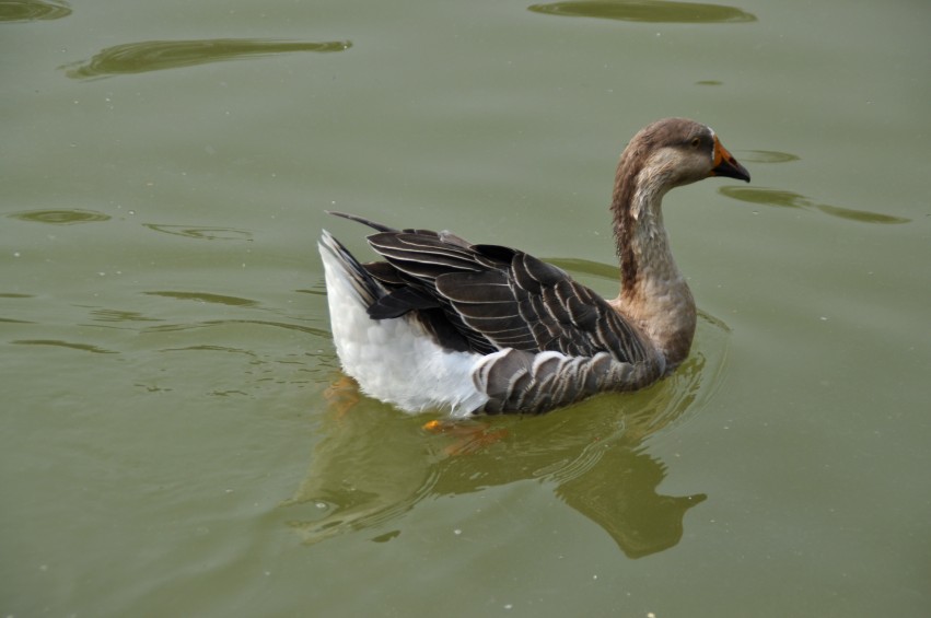 DSC_0079_conew1.jpg