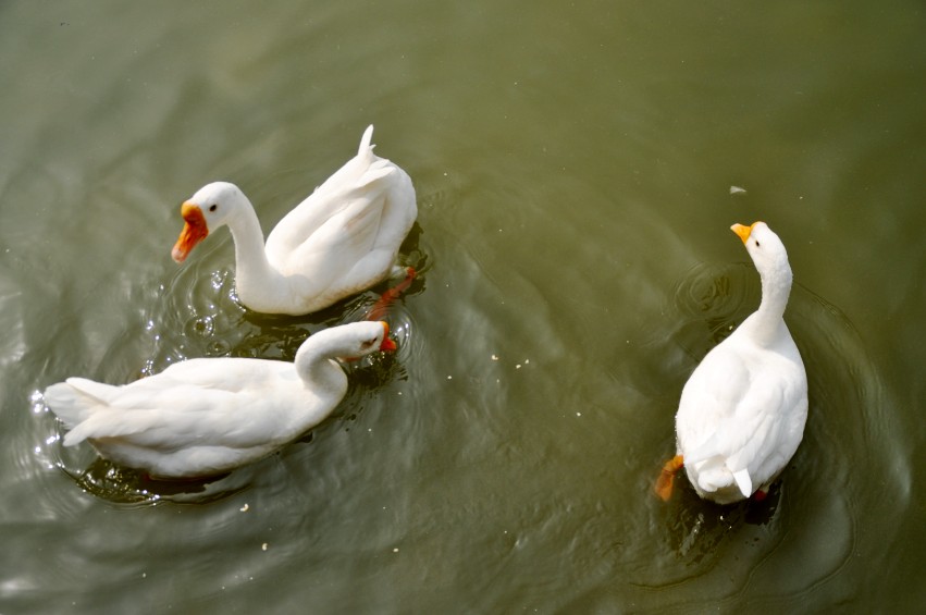 DSC_0081_conew1.jpg