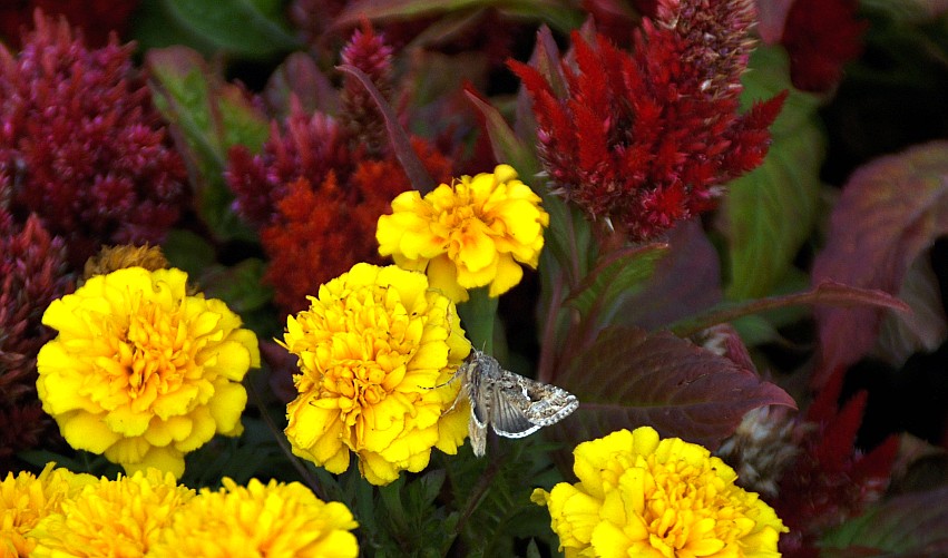 DSC_0002_conew1.jpg