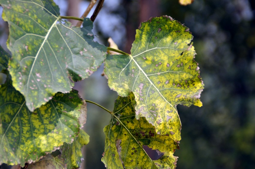 DSC_0019_conew1.jpg