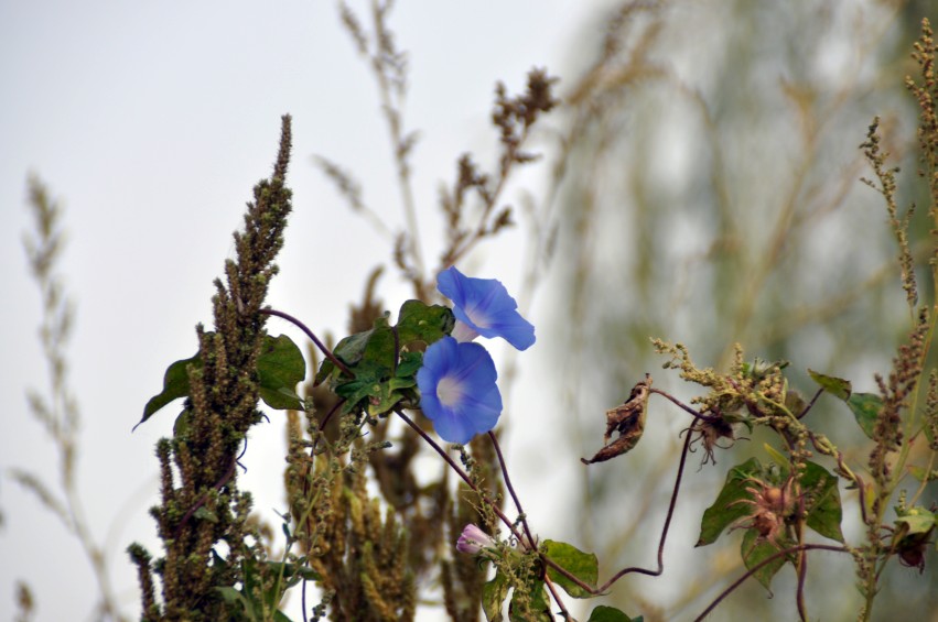 DSC_0092_conew1.jpg