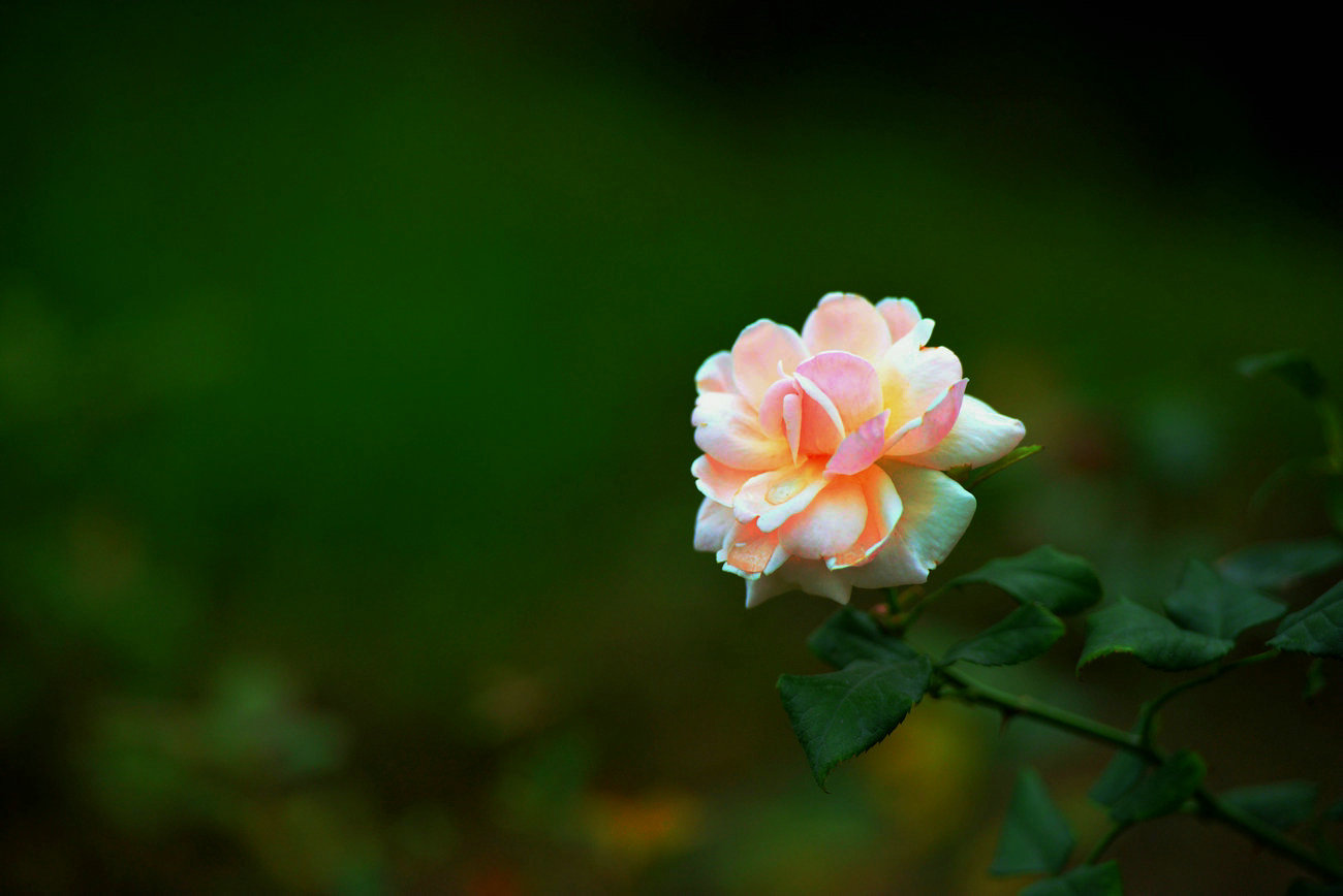 DSC_2938_副本1.jpg