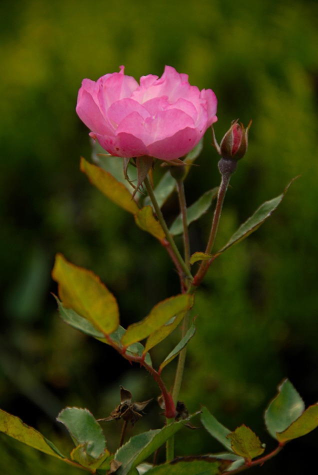 花草 (23).jpg