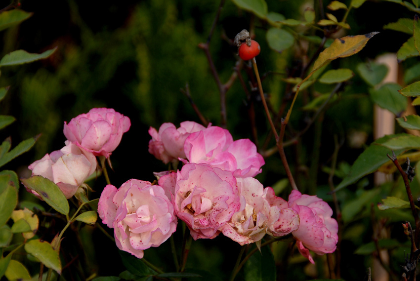 花草 (24).jpg
