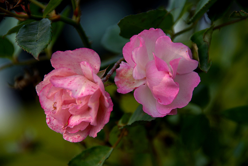 花草 (26).jpg