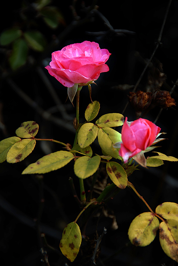 花草 (27).jpg