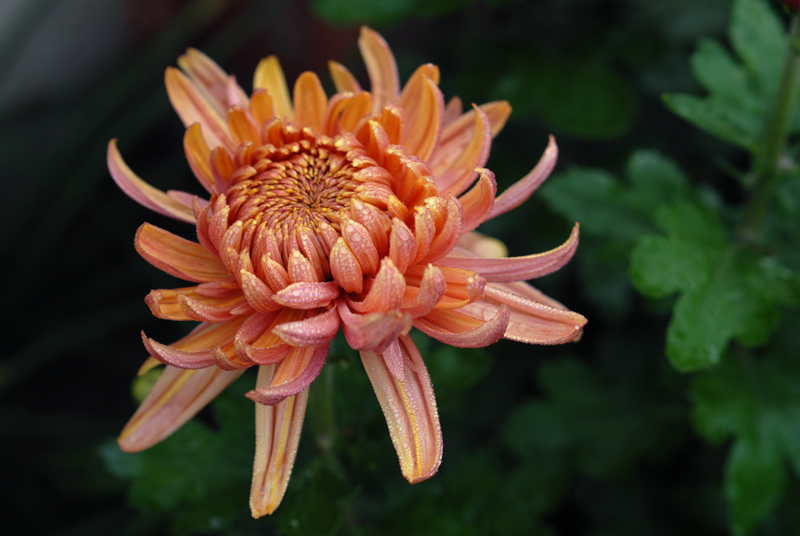 菊花 (7).jpg