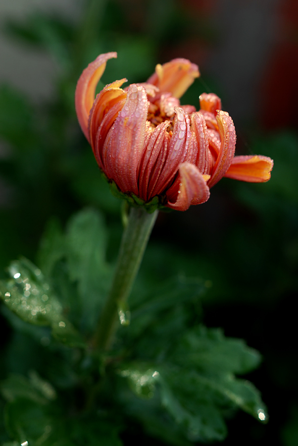 菊花 (9).jpg