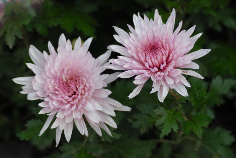菊花.jpg