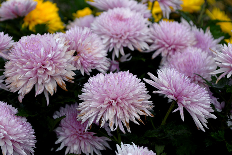 菊花 (1).jpg