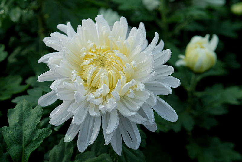 菊花 (4).jpg