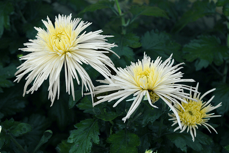 菊花 (11).jpg