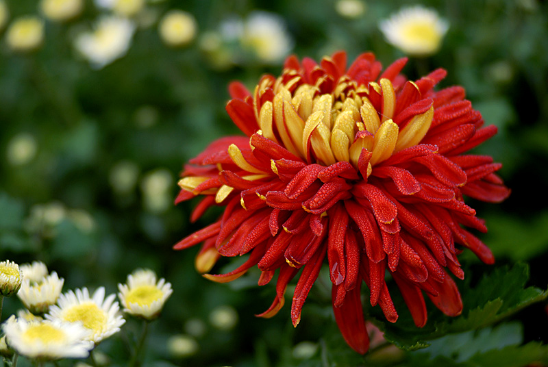 菊花 (20).jpg