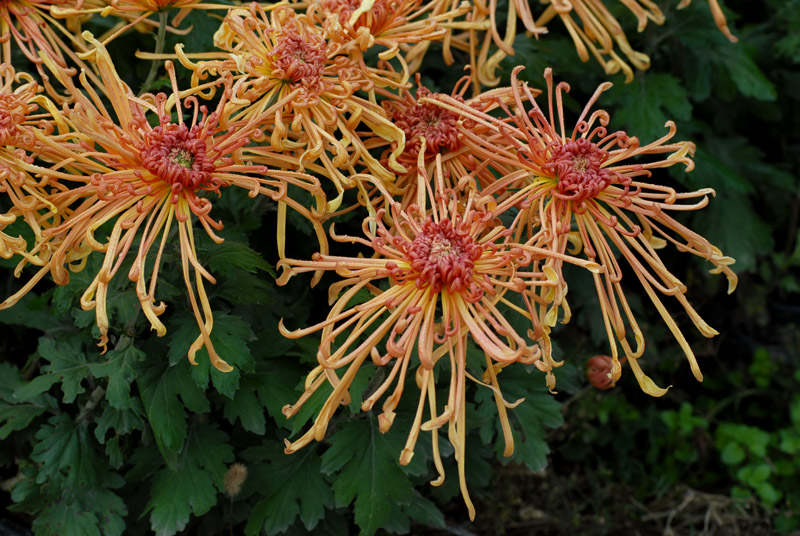 菊花 (24).jpg