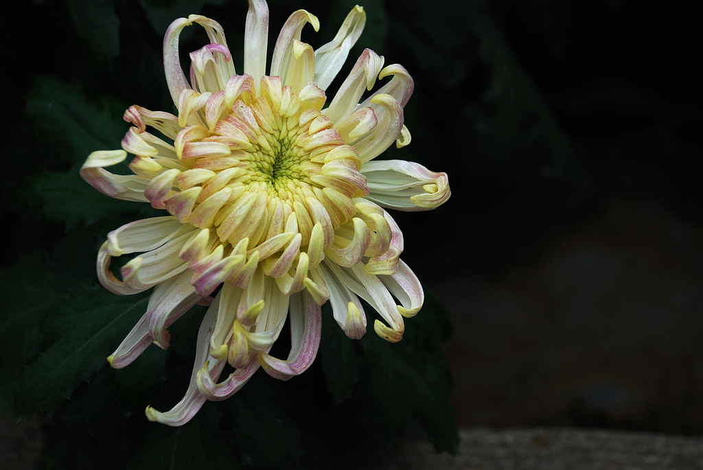 DSC_0245.JPG