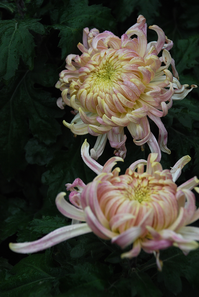 DSC_0232.JPG