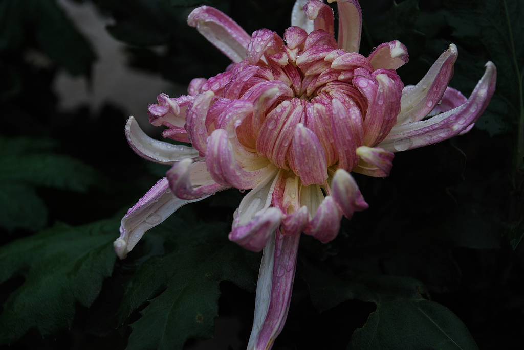 DSC_0202.JPG