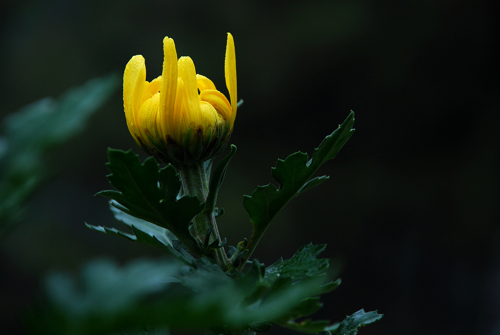 DSC_0194.JPG