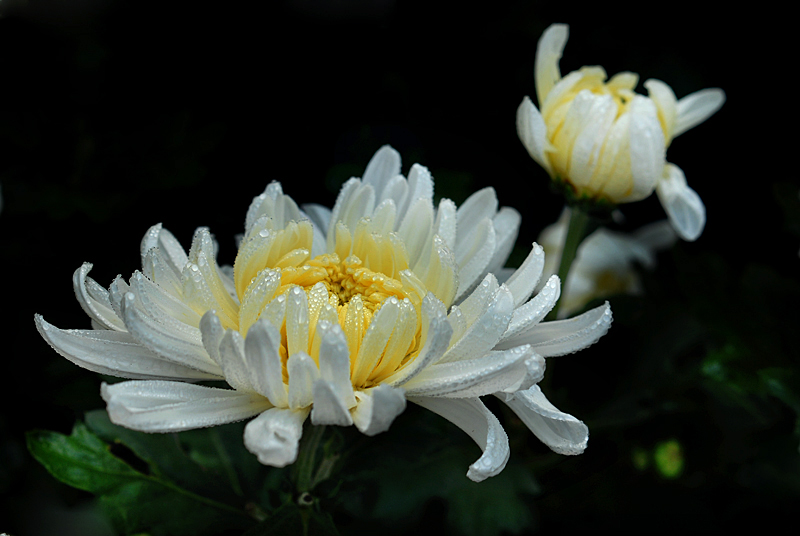 菊 花 (25).jpg