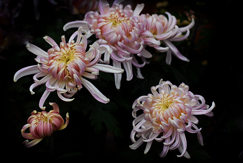 菊 花 (1).jpg