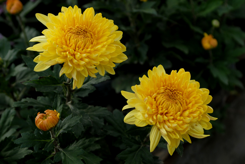 菊 花 (38).jpg