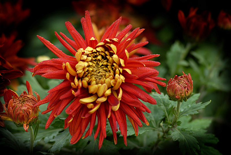 菊 花 (11).jpg