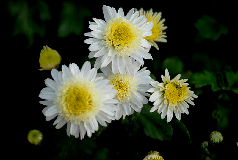 菊 花 (21).jpg