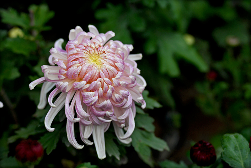 菊 花.jpg