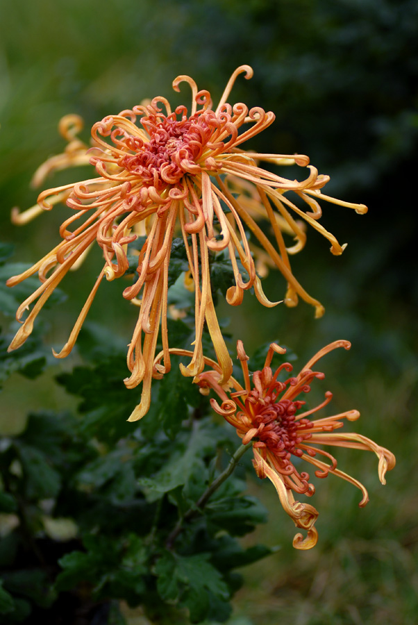 菊 花 (39).jpg