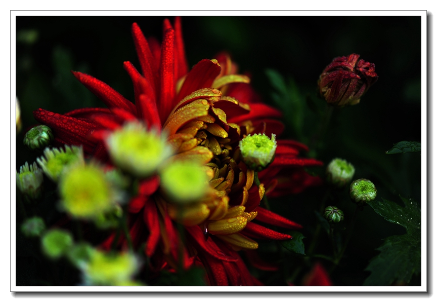 菊花02.jpg